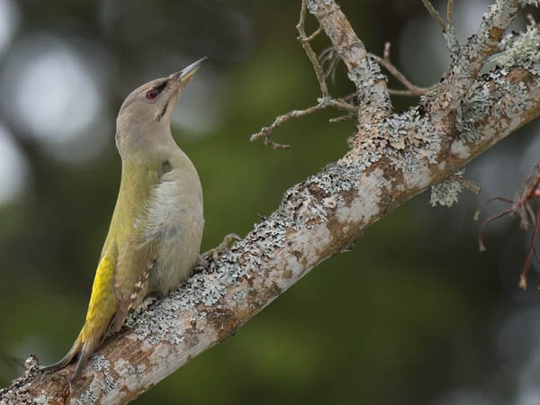 Harmaapäätikka, Grey-headed Woodpecker, Picus canus
