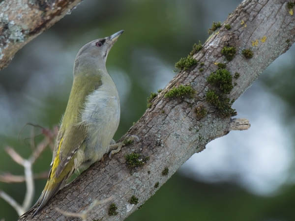 Harmaapäätikka, Grey-headed Woodpecker, Picus canus
