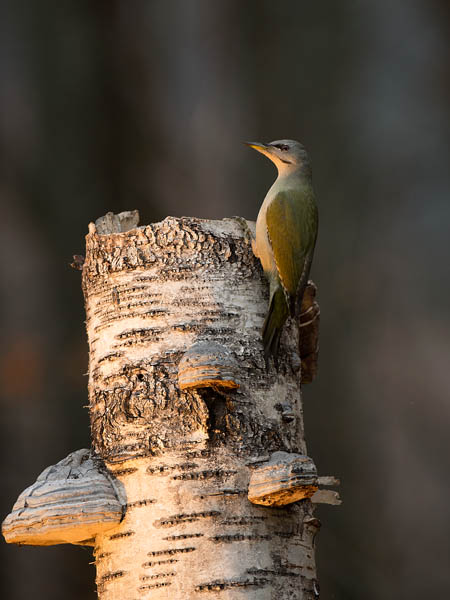 Harmaapäätikka, Grey-headed Woodpecker, Picus canus