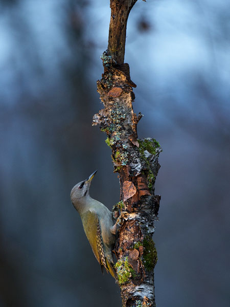 Harmaapäätikka, Grey-headed Woodpecker, Picus canus