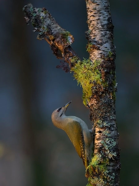 Harmaapäätikka, Grey-headed Woodpecker, Picus canus