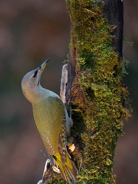 Harmaapäätikka, Grey-headed Woodpecker, Picus canus