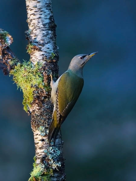 Harmaapäätikka, Grey-headed Woodpecker, Picus canus