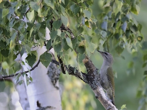 Harmaapäätikka, Grey-headed Woodpecker, Picus canus