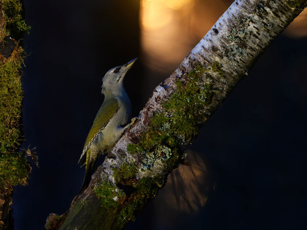 Harmaapäätikka, Grey-headed Woodpecker, Picus canus