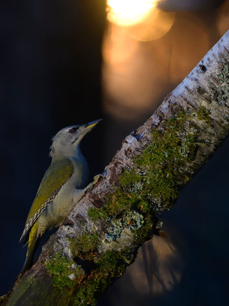 Harmaapäätikka, Grey-headed Woodpecker, Picus canus