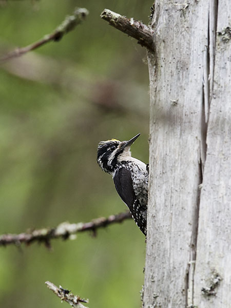 Pohjantikka, Three-toed Woodpecker, Picoides tridactylus