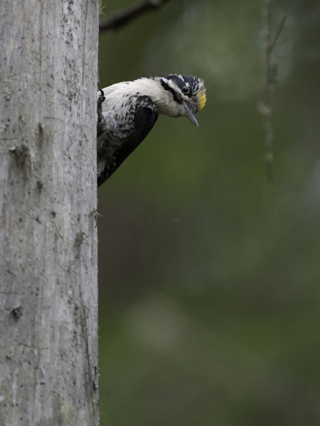Pohjantikka, Three-toed Woodpecker, Picoides tridactylus