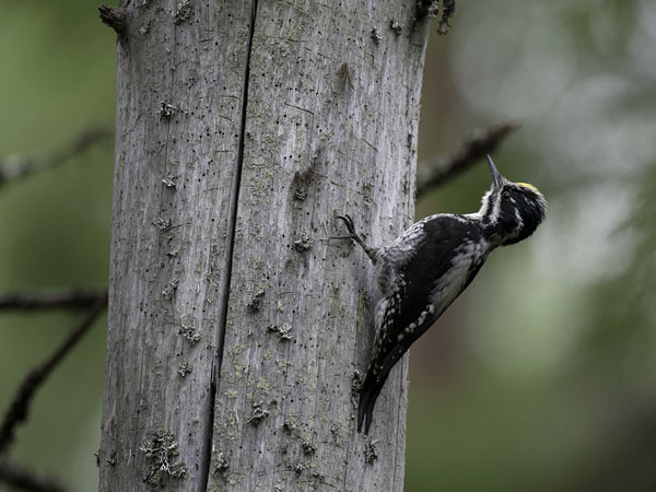 Pohjantikka, Three-toed Woodpecker, Picoides tridactylus