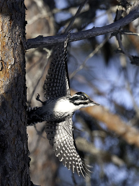 Pohjantikka, Three-toed Woodpecker, Picoides tridactylus