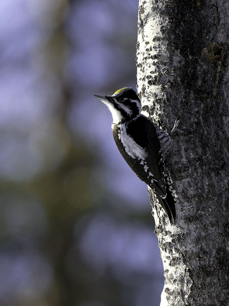 Pohjantikka, Three-toed Woodpecker, Picoides tridactylus