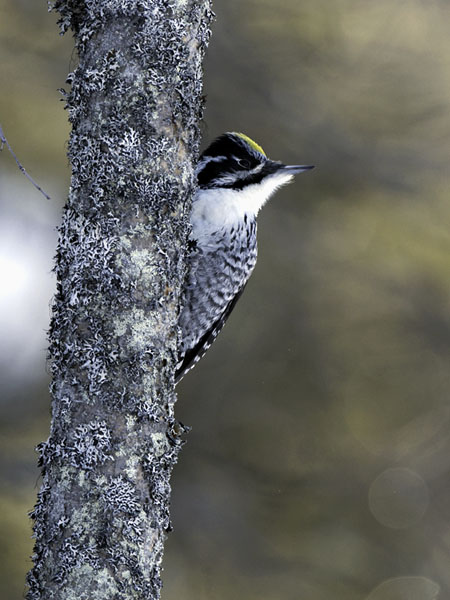 Pohjantikka, Three-toed Woodpecker, Picoides tridactylus
