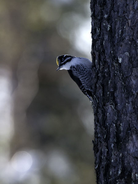 Pohjantikka, Three-toed Woodpecker, Picoides tridactylus