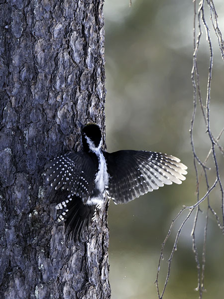 Pohjantikka, Three-toed Woodpecker, Picoides tridactylus