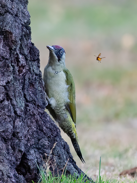 Vihertikka, European Green Woodpecker, Picus viridis
