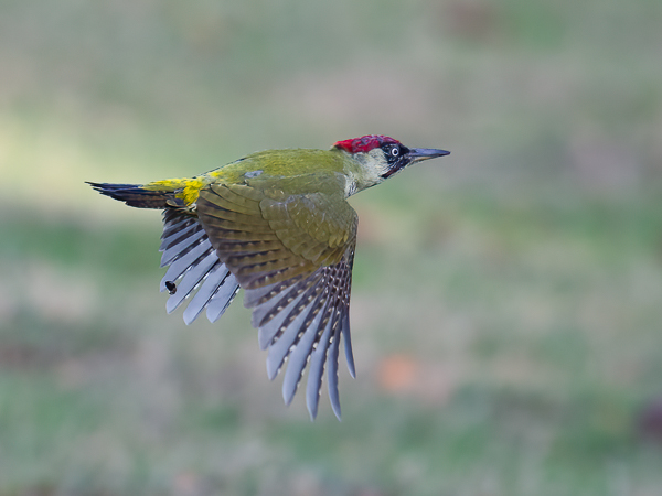 Vihertikka, European Green Woodpecker, Picus viridis