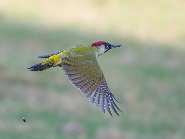 Vihertikka, European Green Woodpecker, Picus viridis