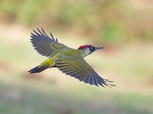 Vihertikka, European Green Woodpecker, Picus viridis