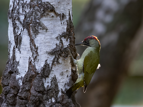 Vihertikka, European Green Woodpecker, Picus viridis