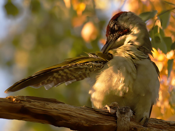 Vihertikka, European Green Woodpecker, Picus viridis