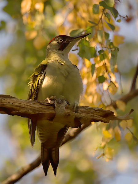 Vihertikka, European Green Woodpecker, Picus viridis