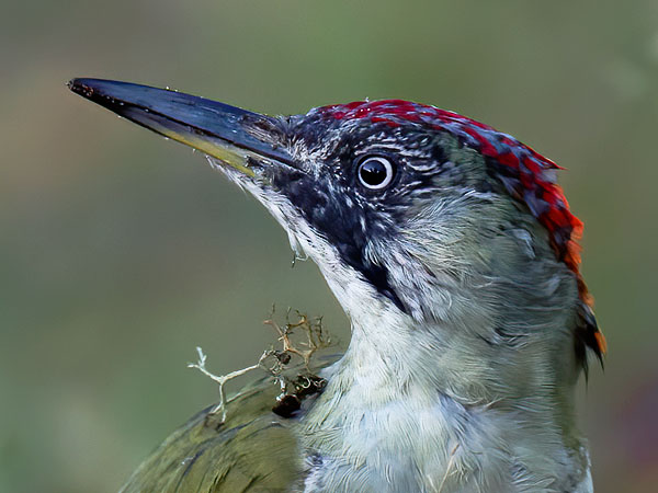 Vihertikka, European Green Woodpecker, Picus viridis