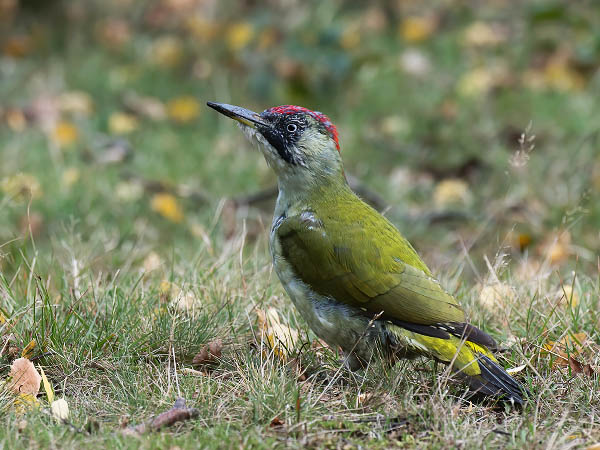 Vihertikka, European Green Woodpecker, Picus viridis