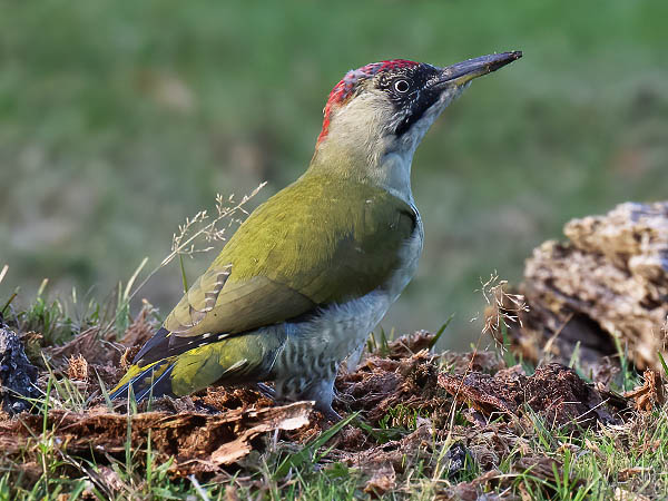 Vihertikka, European Green Woodpecker, Picus viridis