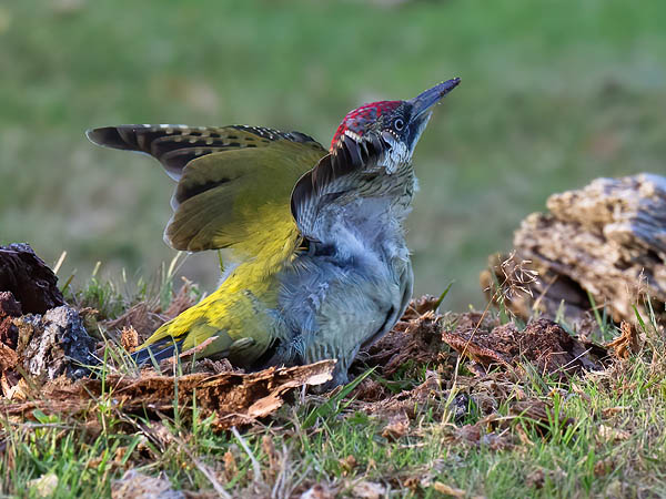 Vihertikka, European Green Woodpecker, Picus viridis