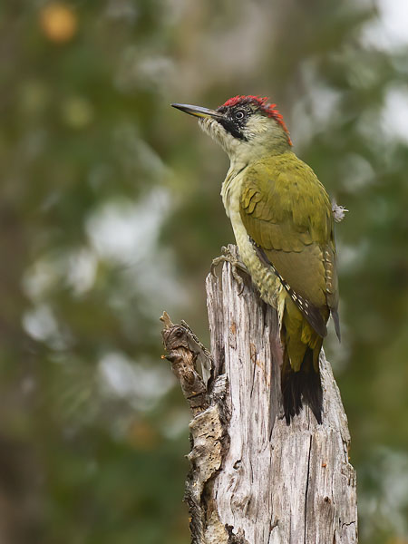Vihertikka, European Green Woodpecker, Picus viridis