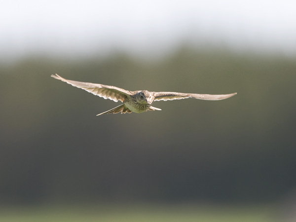 Kiuru, Eurasian Skylark, Alauda arvensis