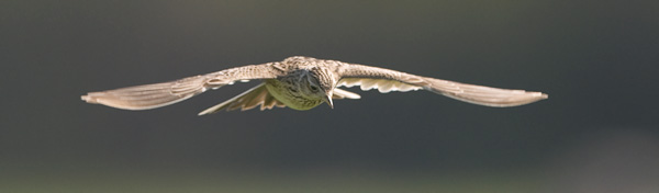 Kiuru, Eurasian Skylark, Alauda arvensis