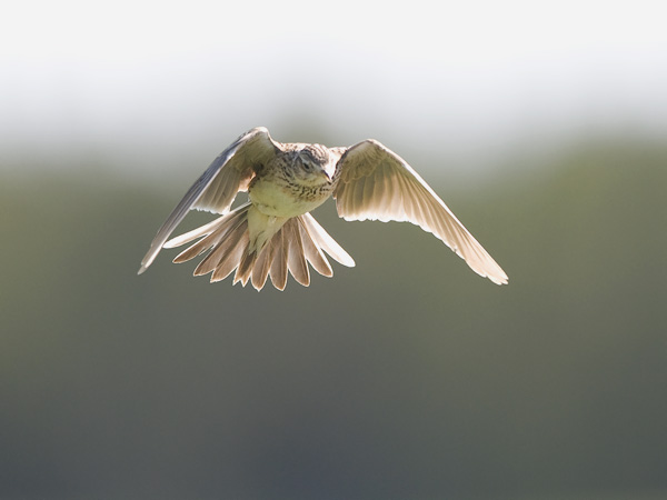 Kiuru, Eurasian Skylark, Alauda arvensis