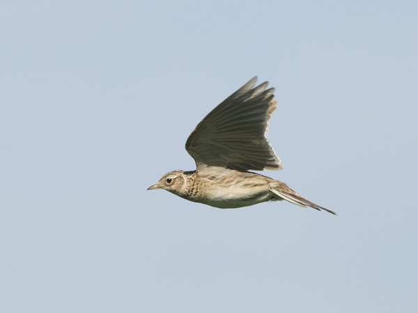 Kiuru, Eurasian Skylark, Alauda arvensis
