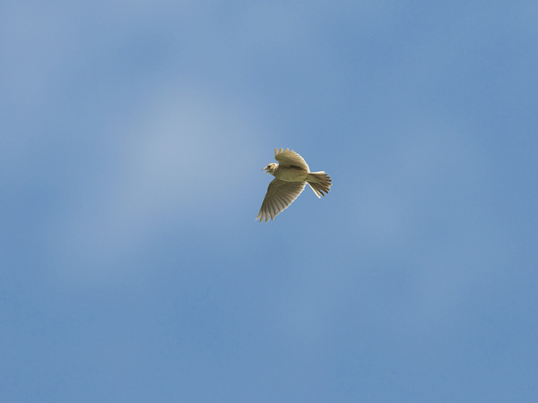 Kiuru, Eurasian Skylark, Alauda arvensis