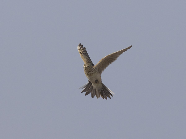 Kiuru, Eurasian Skylark, Alauda arvensis