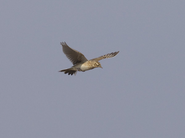 Kiuru, Eurasian Skylark, Alauda arvensis