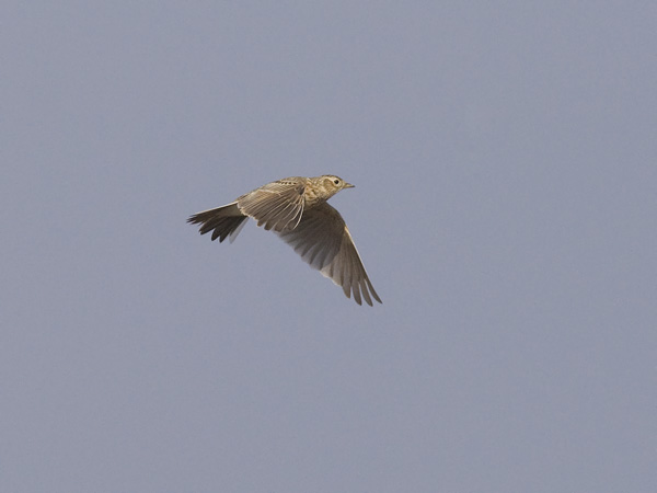 Kiuru, Eurasian Skylark, Alauda arvensis