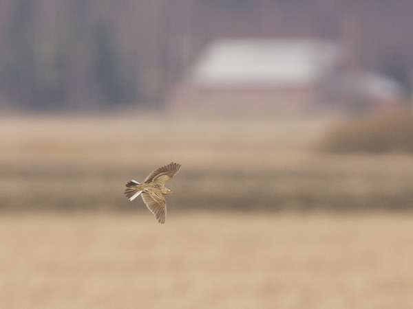 Kiuru, Eurasian Skylark, Alauda arvensis