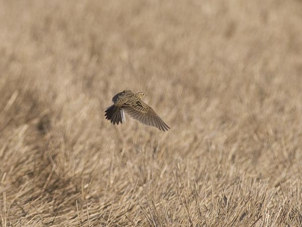 Kiuru, Eurasian Skylark, Alauda arvensis