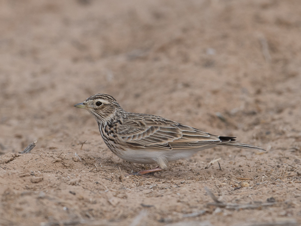 Kiuru, Eurasian Skylark, Alauda arvensis