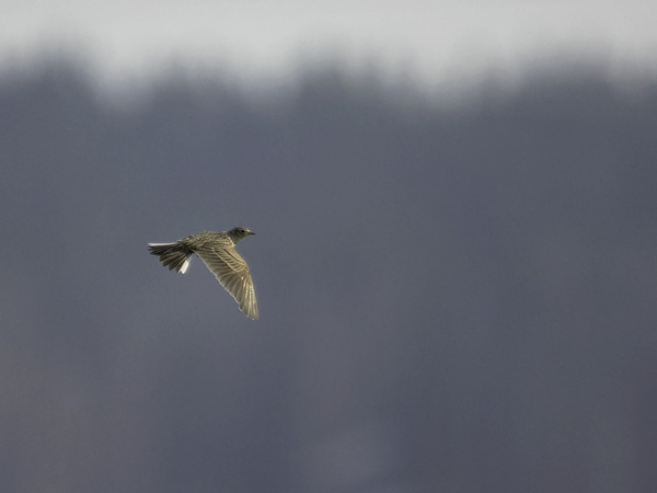 Kiuru, Eurasian Skylark, Alauda arvensis