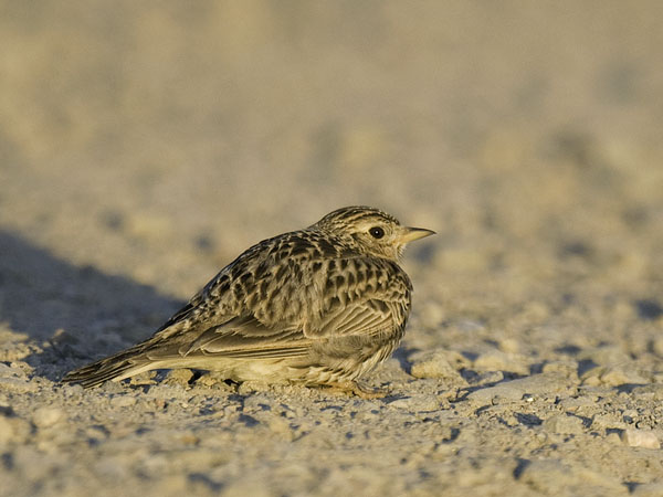 Kiuru, Eurasian Skylark, Alauda arvensis