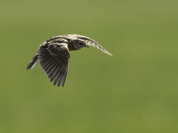 Kiuru, Eurasian Skylark, Alauda arvensis
