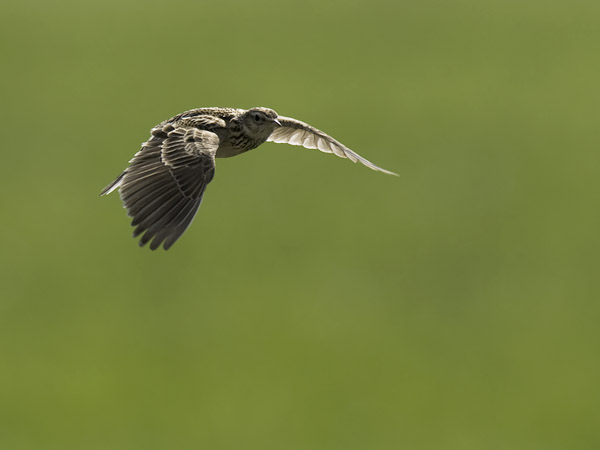 Kiuru, Eurasian Skylark, Alauda arvensis