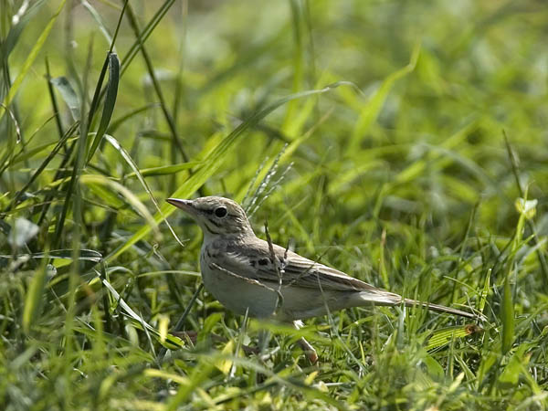 Nummikirvinen, Tawny Pipit, Anthus campestris