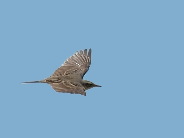 Nummikirvinen, Tawny Pipit, Anthus campestris