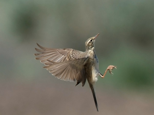 Nummikirvinen, Tawny Pipit, Anthus campestris