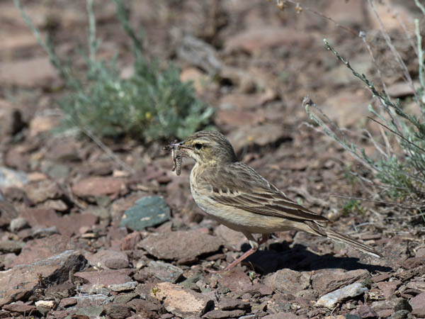 Nummikirvinen, Tawny Pipit, Anthus campestris