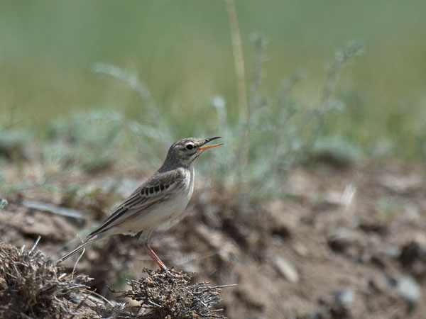 Nummikirvinen, Tawny Pipit, Anthus campestris